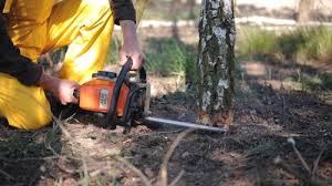 Reliable Woodville, OH Tree Care  Solutions